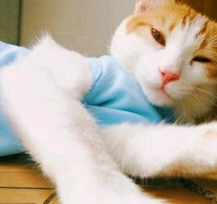 猫咪手术服