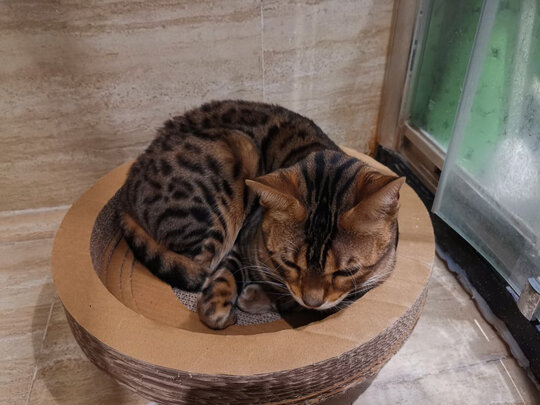 猫抓板