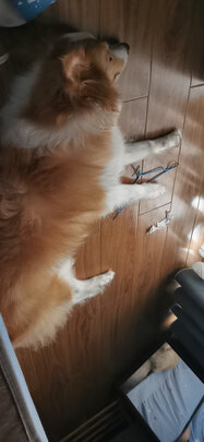 猫狗梳子