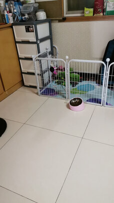 宠物水壶