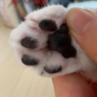  猫咪剃脚毛器