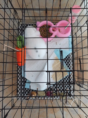 狗笼