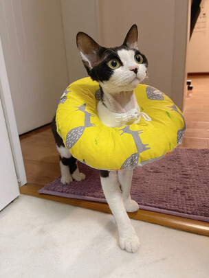 猫项圈