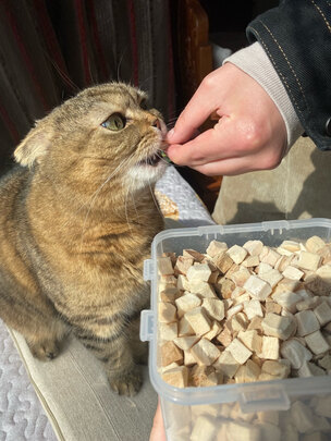 猫冻干