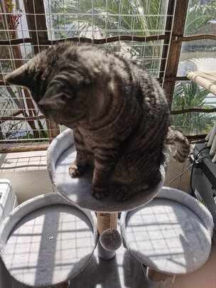 猫爬架