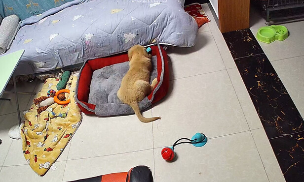 狗狗玩具