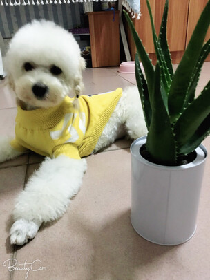 宠物护毛素