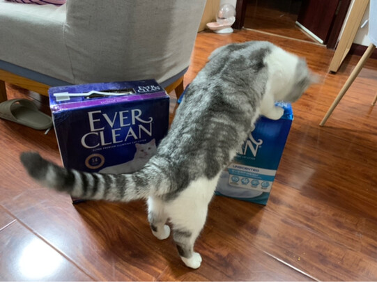 膨润土猫砂