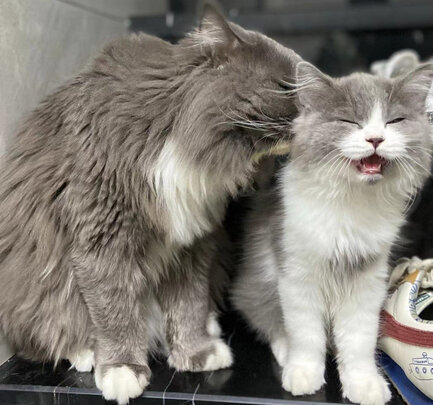 猫粮