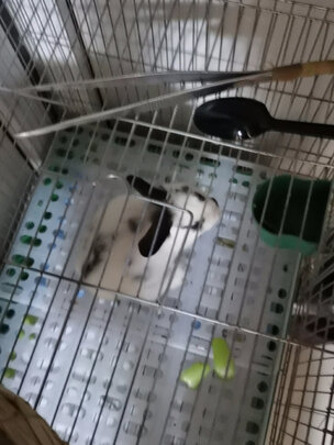 兔粮