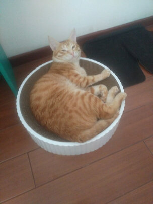 猫窝