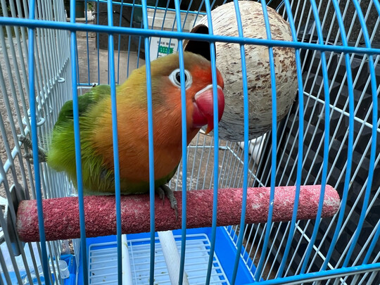 鸟笼