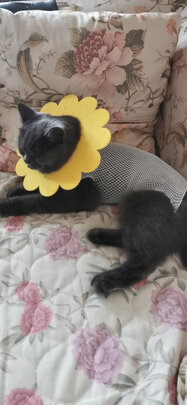 猫咪手术服