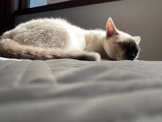 猫砂