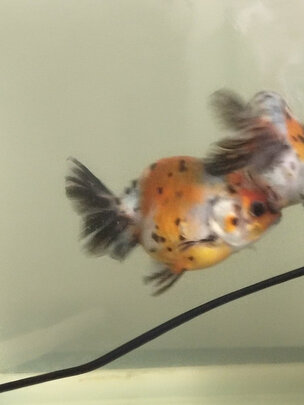 桌面鱼缸