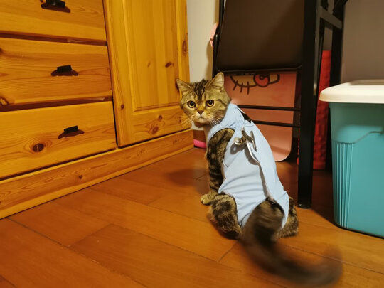 猫咪手术服