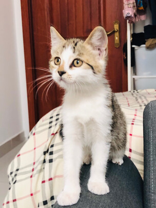  猫笼
