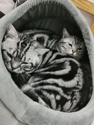 猫窝