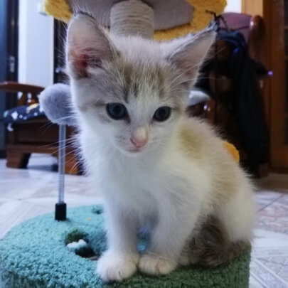 猫爬架