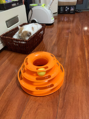 猫玩具