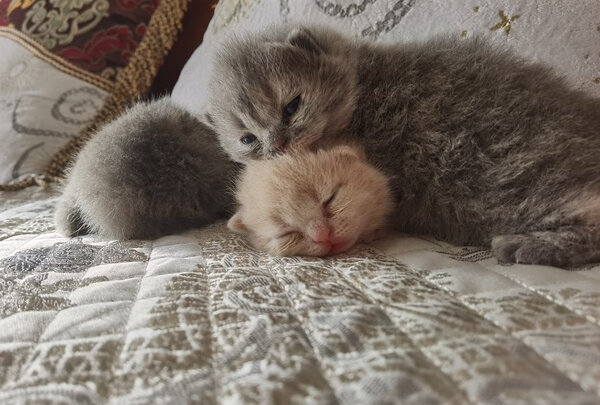 猫冻干