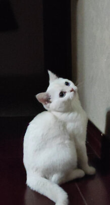 猫粮罐头