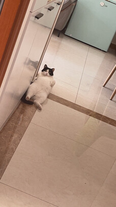 猫砂