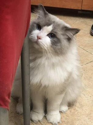 狗狗除臭剂