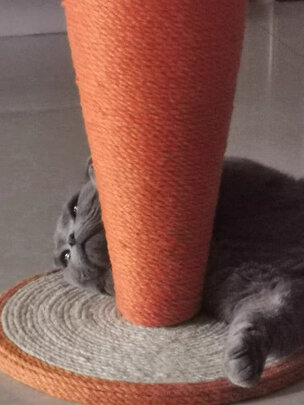 猫爬架
