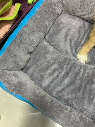 猫窝