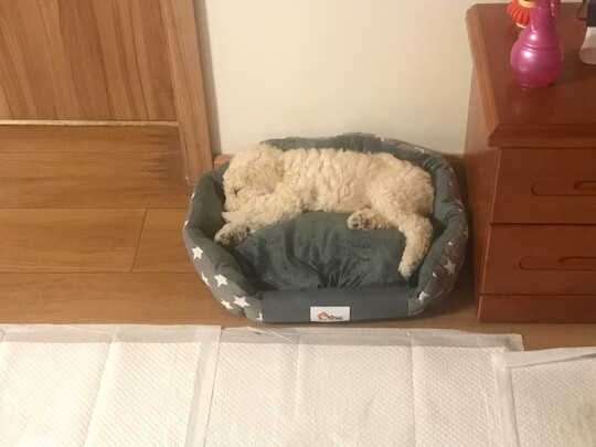 狗窝