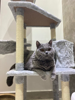 猫爬架