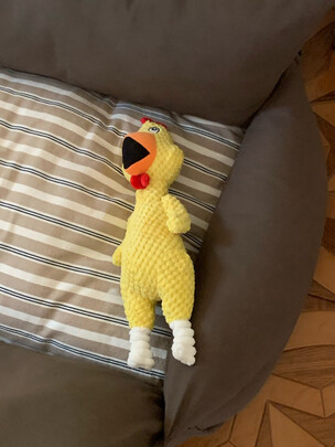 狗狗玩具