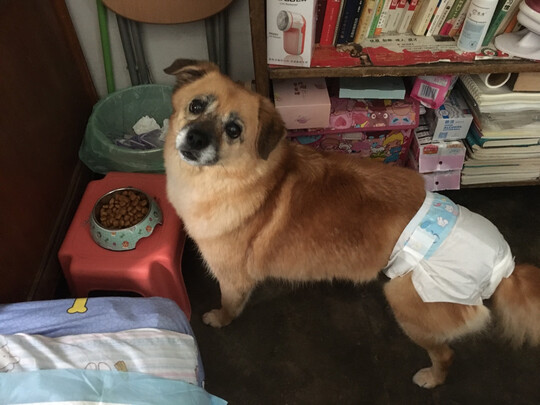 宠物纸尿裤