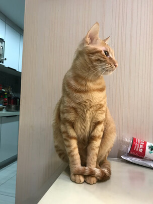 狗狗剃毛器