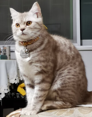 猫冻干