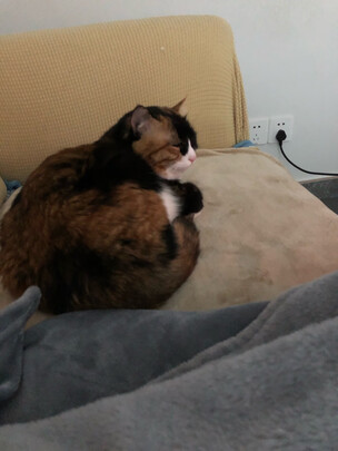 猫零食