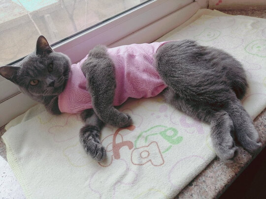 猫咪手术服
