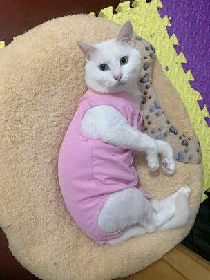 猫咪手术服