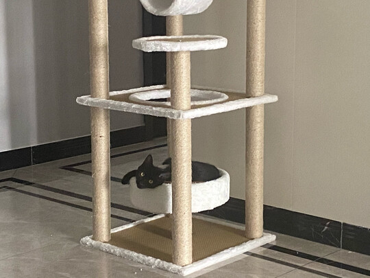 猫爬架