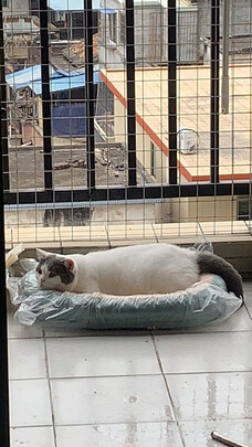 狗窝