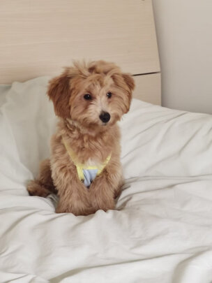 狗狗磨牙棒