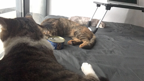 猫零食