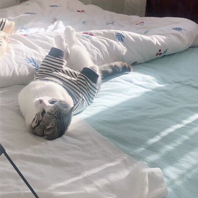 猫罐头