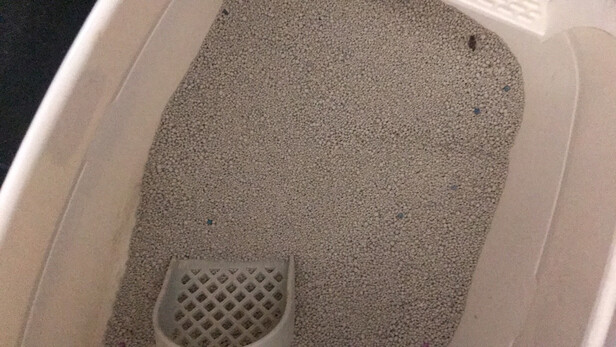 膨润土猫砂