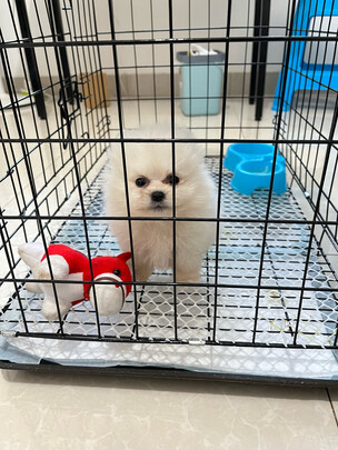  狗笼