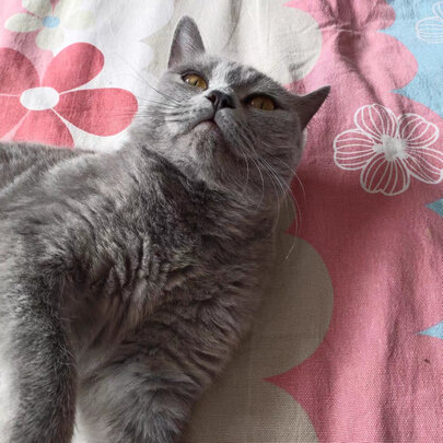 猫零食