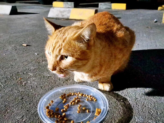 猫条猫零食