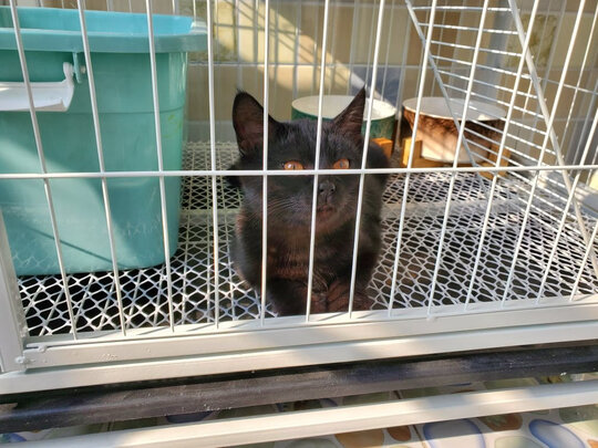 猫笼