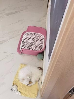 狗厕所